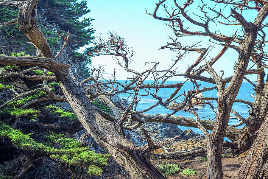 Tangled Up In Blue by Joseph S Giacalone Tangled Up In Blue by Joseph S Giacalone