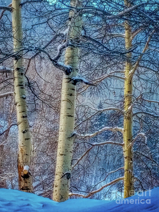 Tangled Winter Aspen Blues Photograph by Janice Pariza