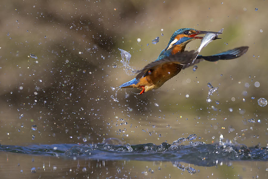 Kingfisher Photograph - Tango With Fish by Marco Redaelli