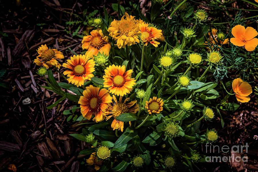 Tansy Aster Photograph by Jon Burch Photography