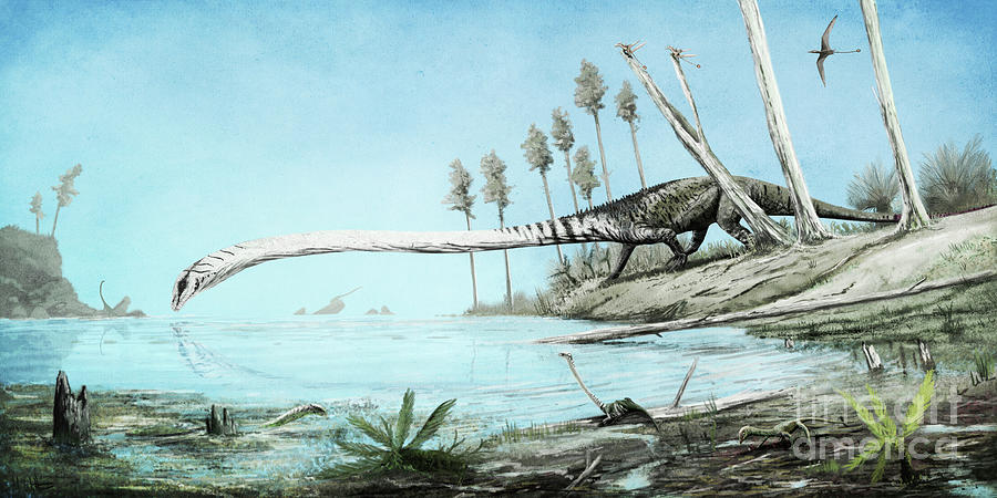 Tanystropheus Prehistoric Reptile Photograph by Mark P. Witton/science Photo Library