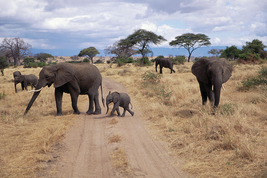 Tanzania, Tarangire Np, African Photograph by John & Lisa Merrill ...