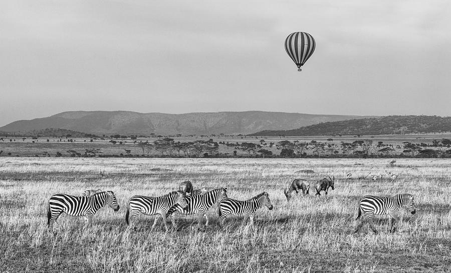 Zebra Photograph - Tanzanian Zebra by Karen Lunney