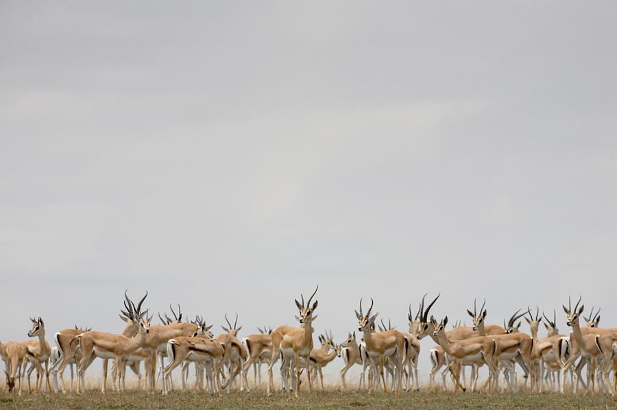 Tanzania,serengeti Nat. Park,thomsons Photograph by Paul Souders