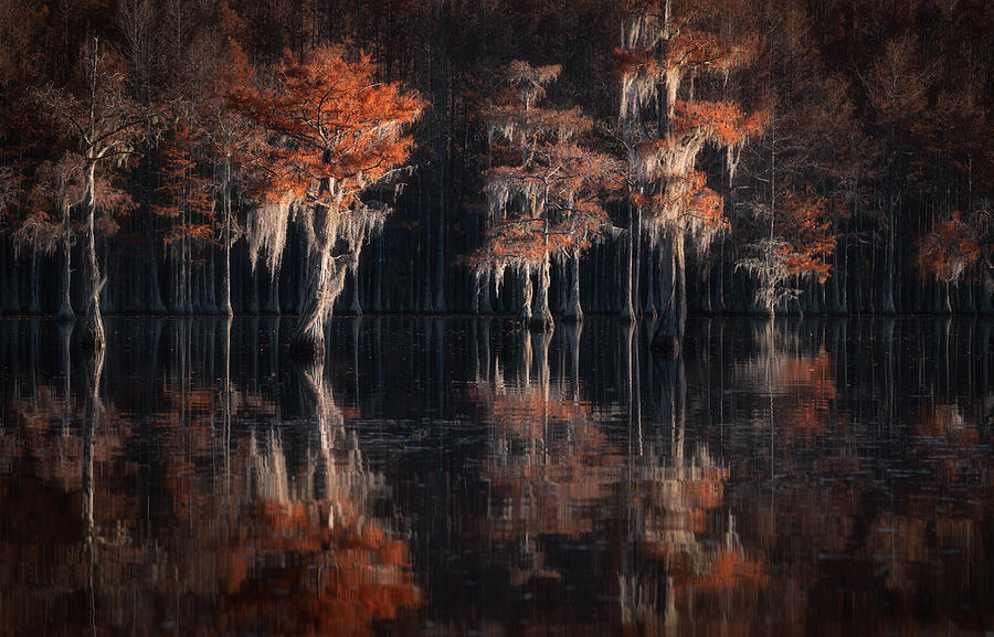 Tapestries Of Autumn Cypress Swamps... Photograph by Alexandr Kukrinov