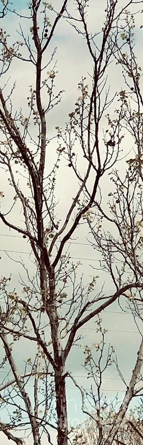 Trees Digital Art - Tapestry by Sharon Green Trees Digital Art - Tapestry by Sharon Green