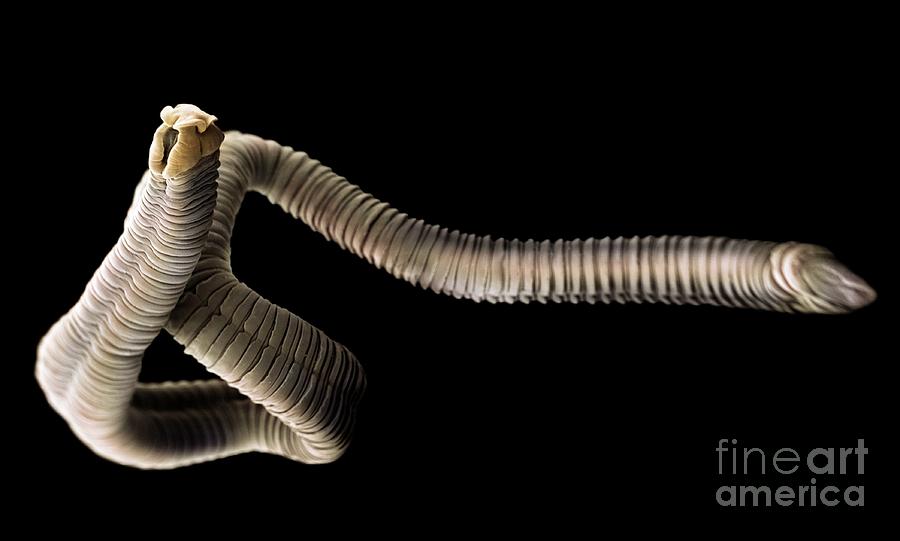 Tapeworm Photograph by Jannicke Wiik-nielsen/science Photo Library