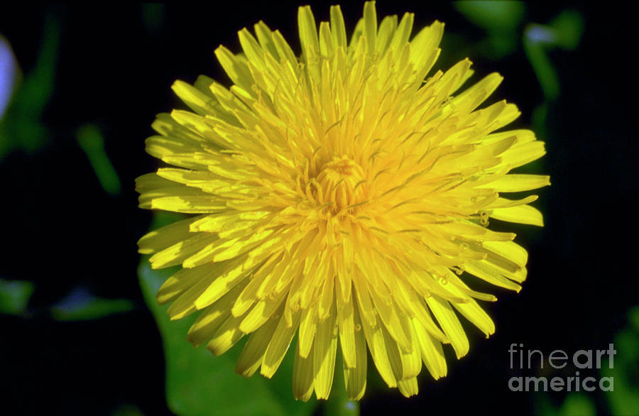 Taraxacum Vulgare Photograph by T P Whitworth/science Photo Library ...