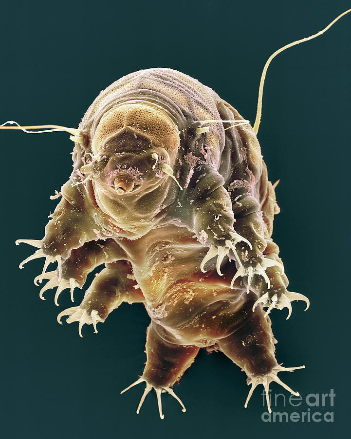 Tardigrade Photograph by Dennis Kunkel Microscopy/science Photo Library ...