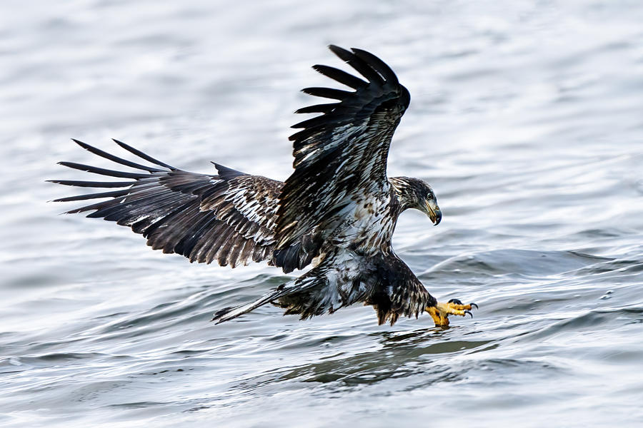 Eagle Photograph - Targeting by Qing Zhao