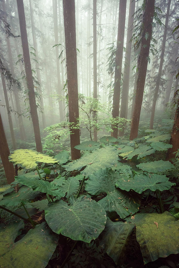 Taro Leaves and Maple by Alexander Kunz Taro Leaves and Maple by Alexander Kunz