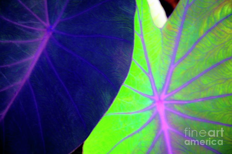 Flower Photograph - Taro Leaves - Hawaii Plants and Flowers by D Davila