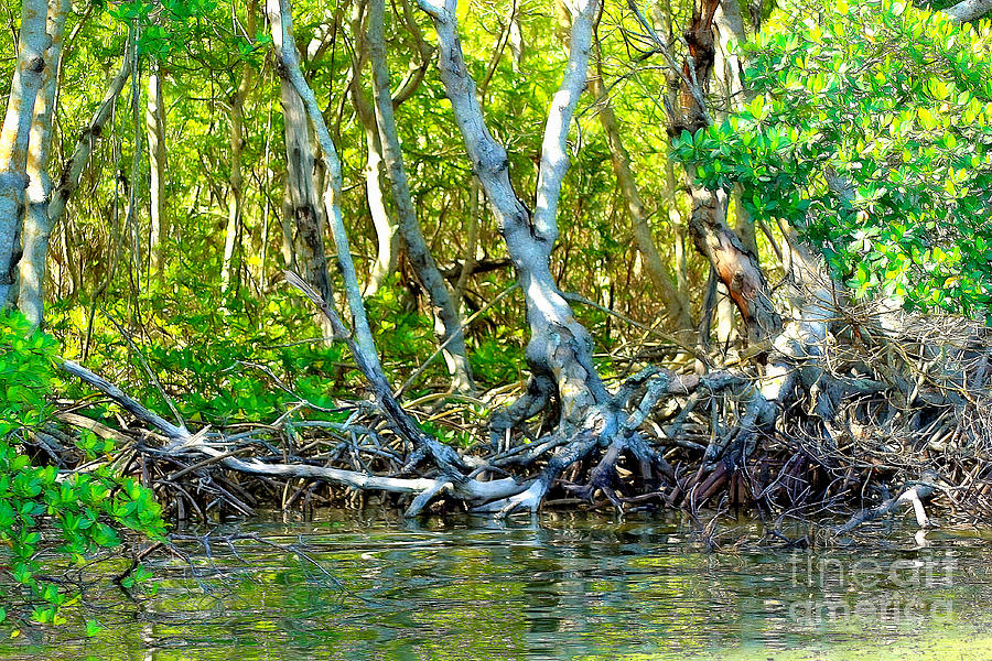 Tarpon Bay Mangroves by Patti Whitten Tarpon Bay Mangroves by Patti Whitten