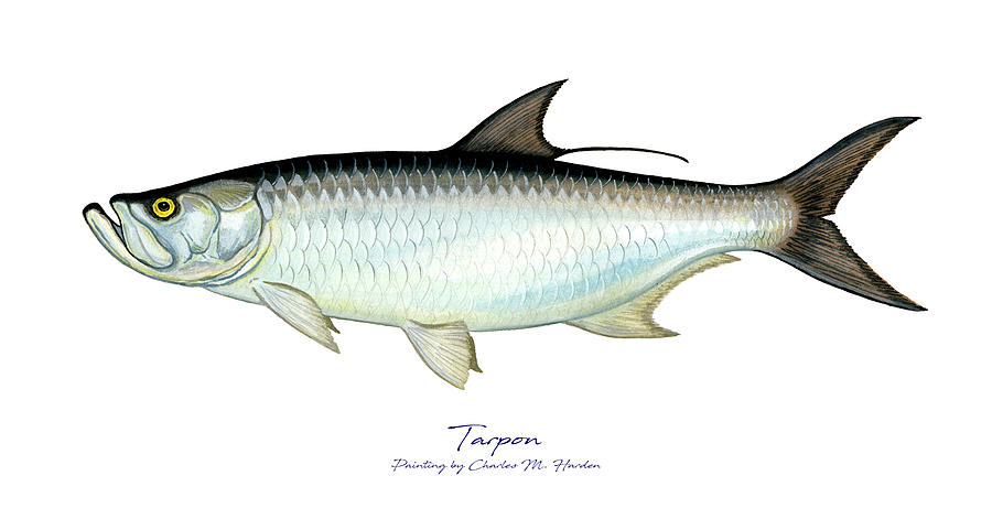 Tarpon Painting by Charles Harden