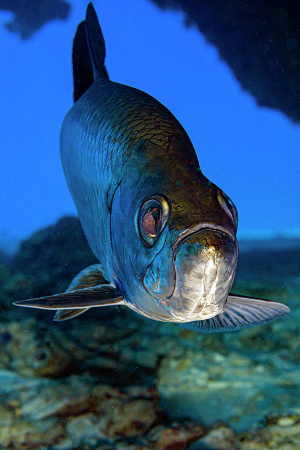 Tarpon Fish Swimming Towards Camera Photograph by Bruce Shafer