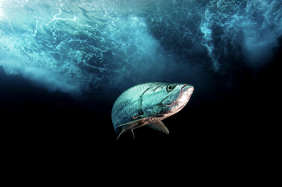 Tarpon Portrait, Eleuthera, Bahamas Photograph by Shane Gross ...