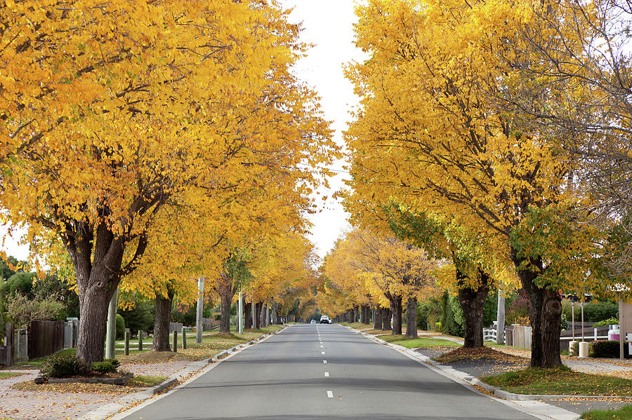Tasmania Autumn Trees And Street Road Photograph by Pamspix