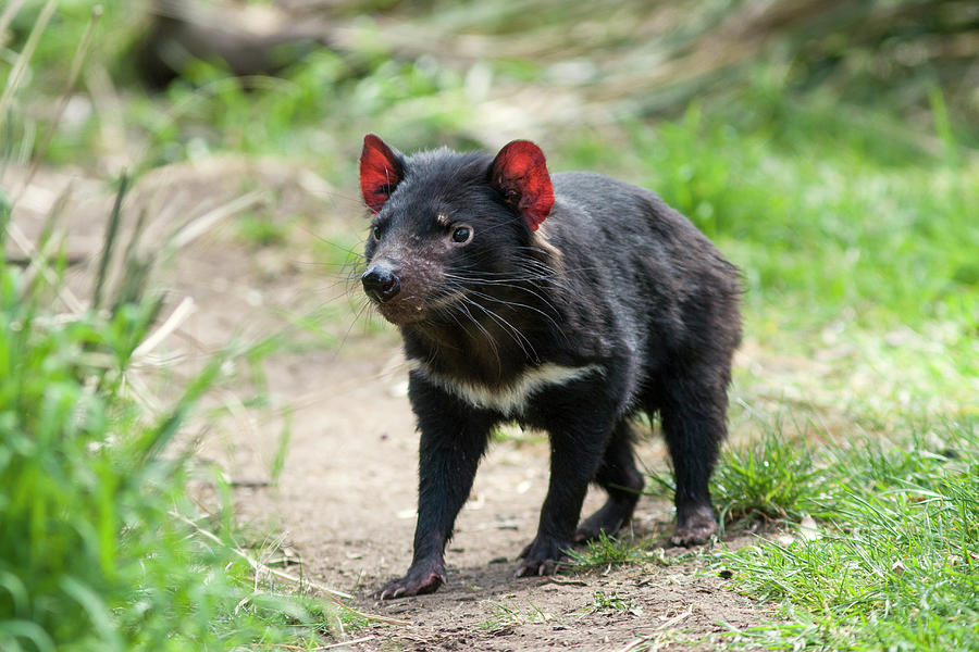 Tasmanian Devil, Bonorong Wildlife Sanctuary, Tasmania. Photograph by Suzi Eszterhas / Naturepl.com Tasmanian Devil, Bonorong Wildlife Sanctuary, Tasmania. Photograph by Suzi Eszterhas / Naturepl.com