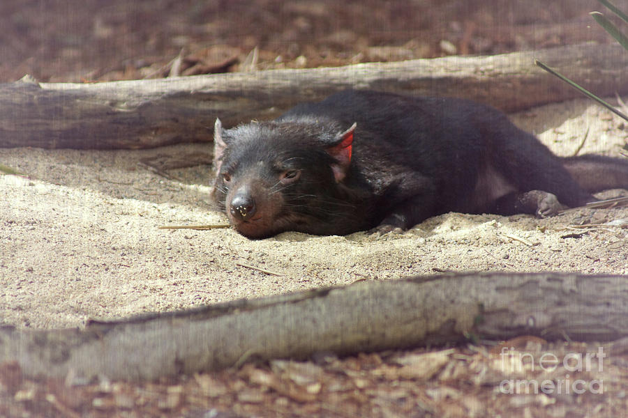 Tasmanian devil Photograph by Cassandra Buckley