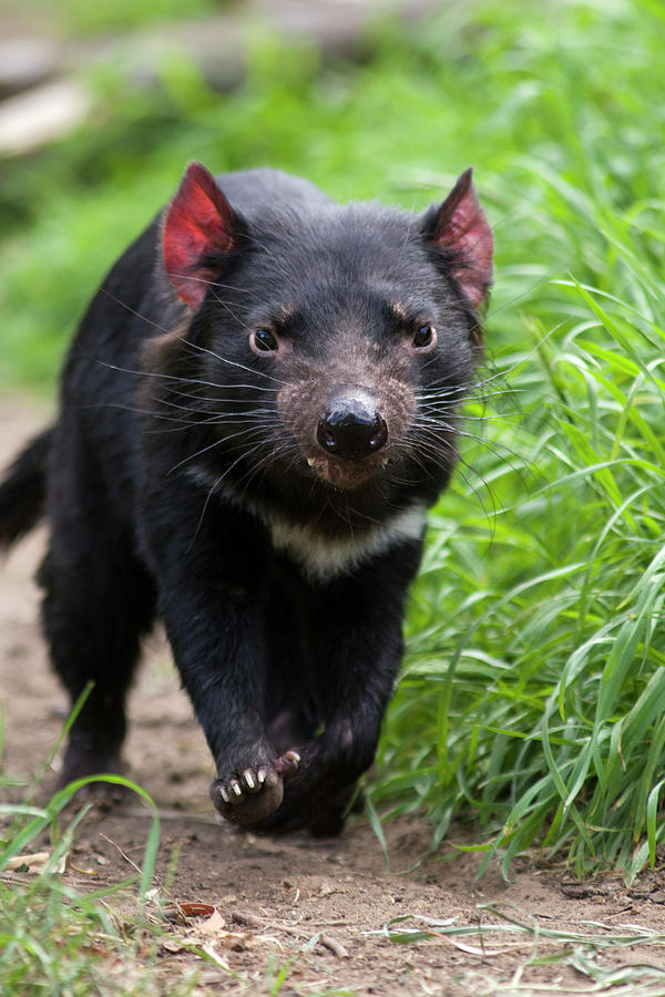 Tasmanian Devil Walking Photograph by Suzi Eszterhas
