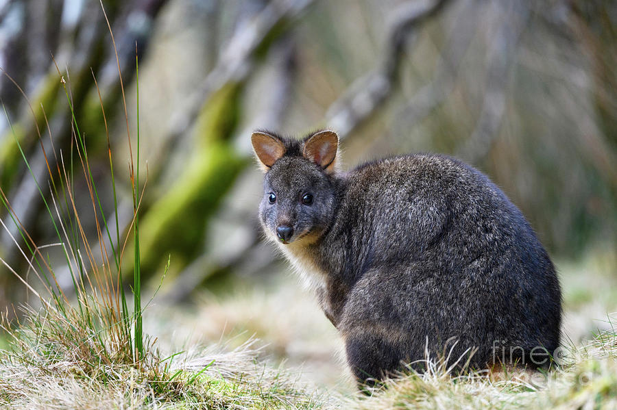 Tasmanian Pademelon Photograph by Dr P. Marazzi/science Photo Library ...