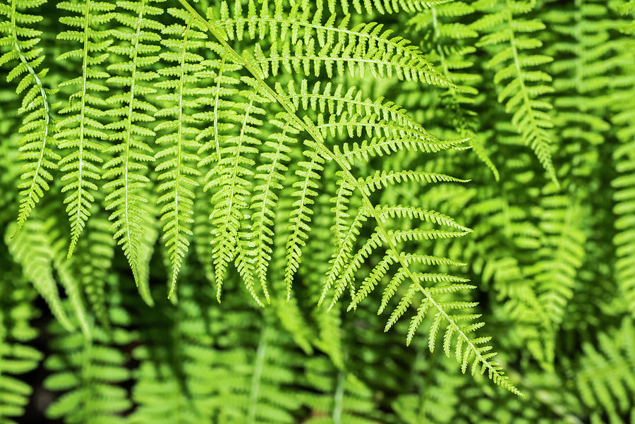 Tassel Fern / Prickly Holly Fern Fern Close-up Of Fronds Photograph by ...