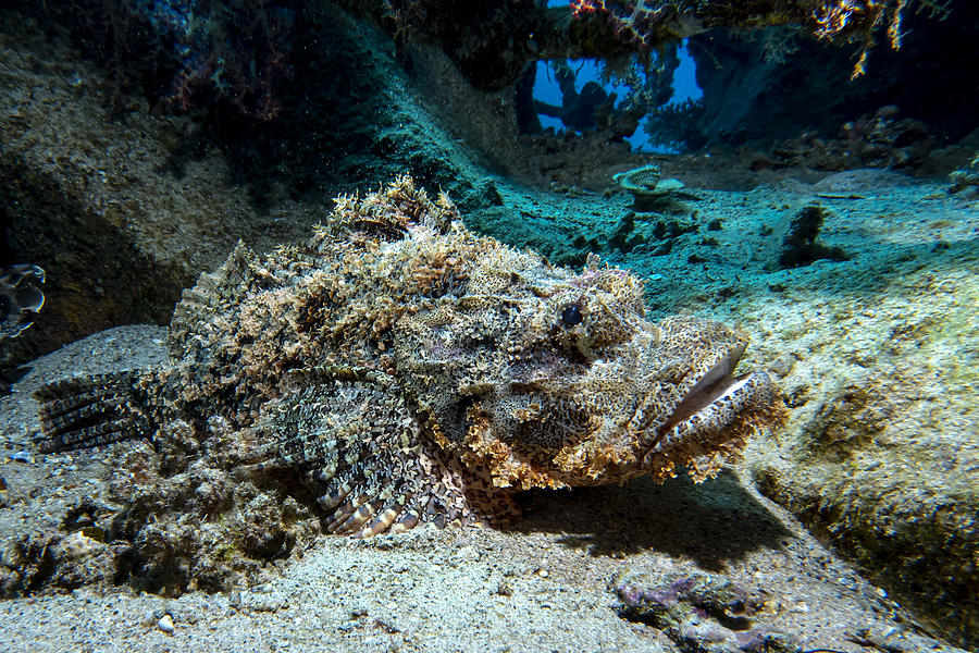 Tasseled Scorpionfish Photograph by Dani Barchana