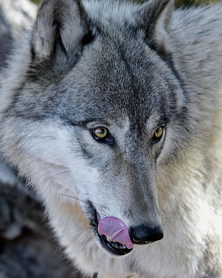Tasty Wolf Photograph by Jeannee Gannuch