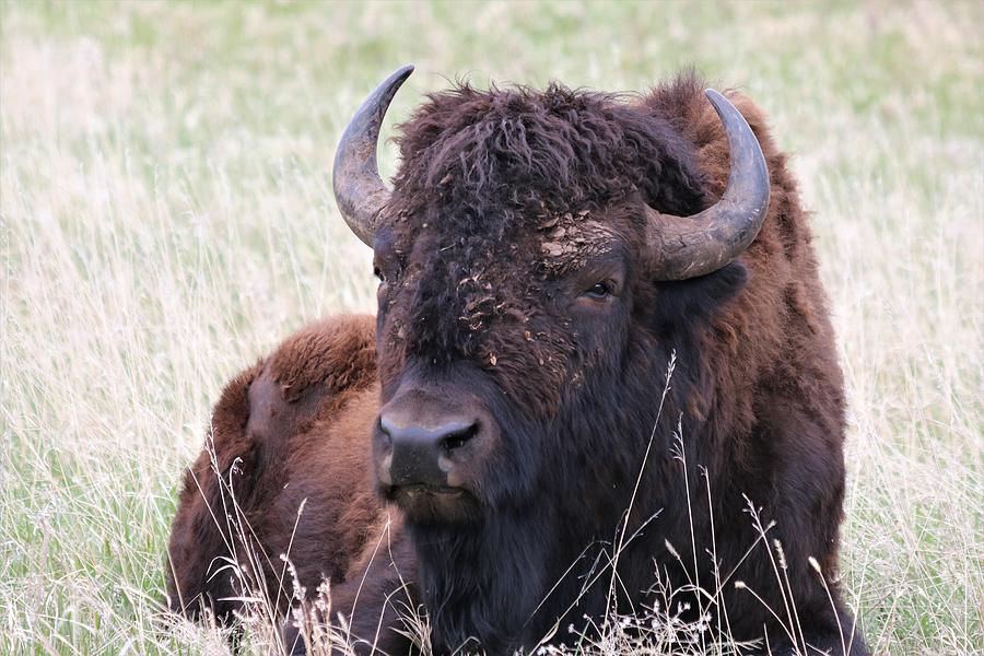 Tatanka Photograph By Larry Kniskern - Pixels