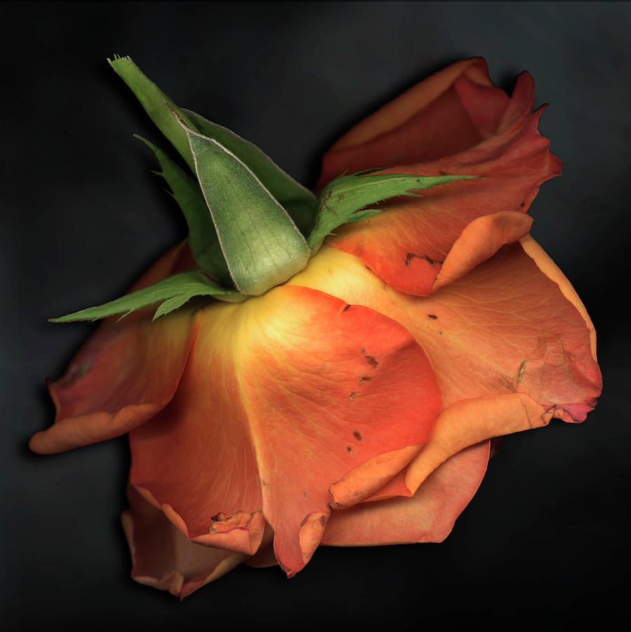 Tattered Orange Rose On Black Photograph by Chris Collins