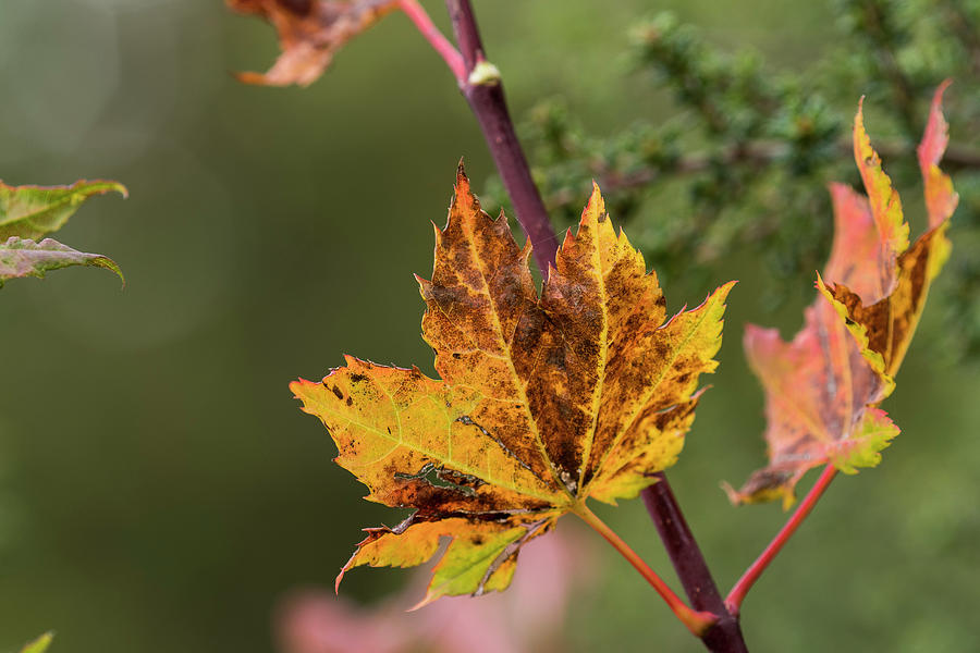 Tattered Vine Maple Leaves by Robert Potts Tattered Vine Maple Leaves by Robert Potts
