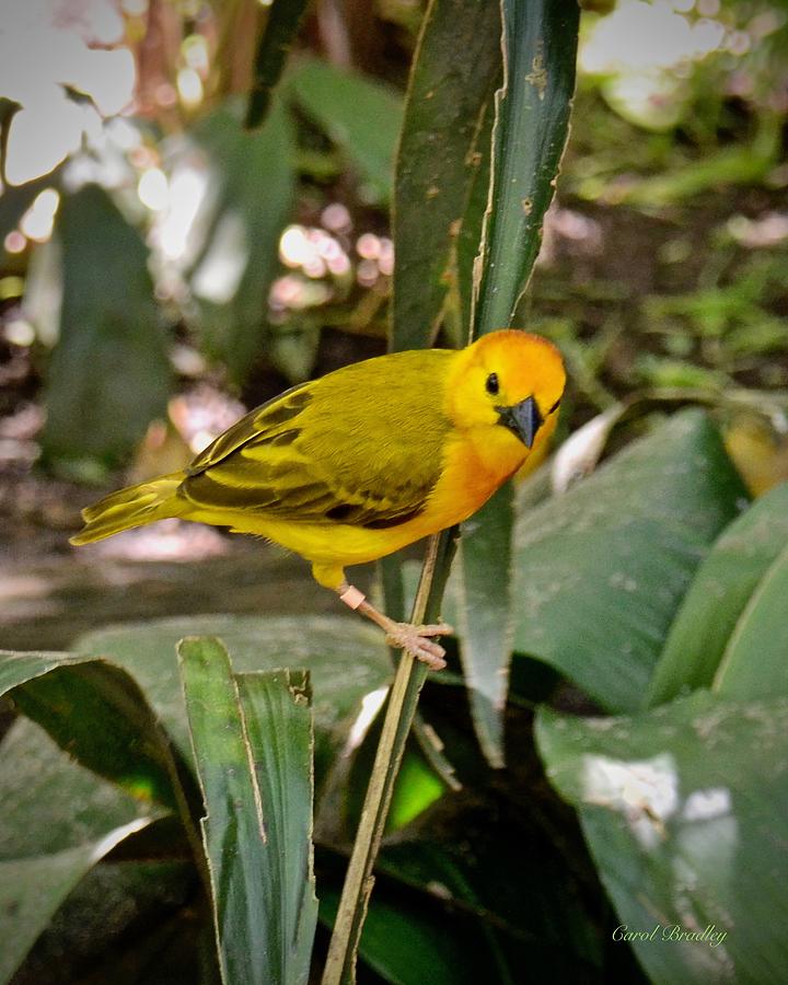 Taveta Golden Weaver Bird Photograph by Carol Bradley