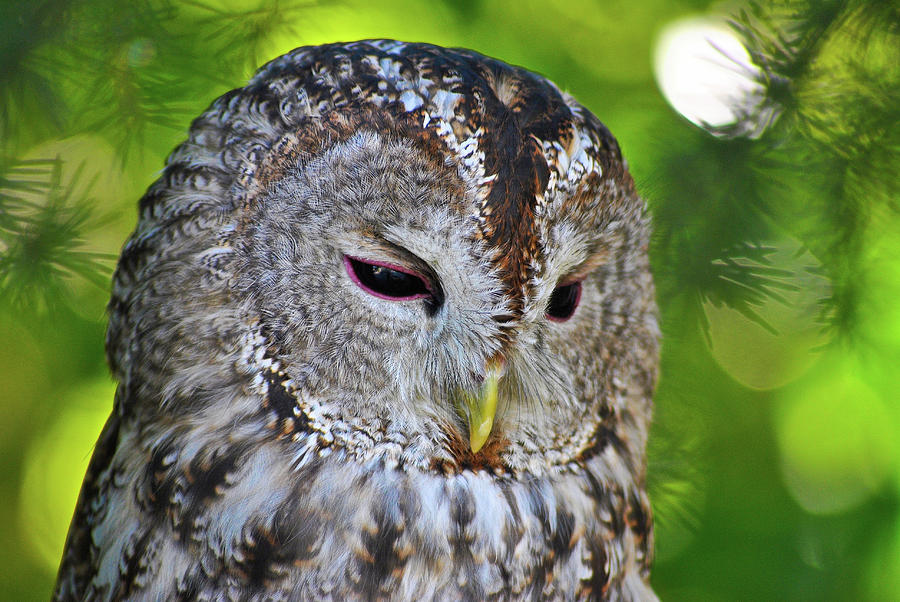 Tawny by Darren Weeks Tawny by Darren Weeks
