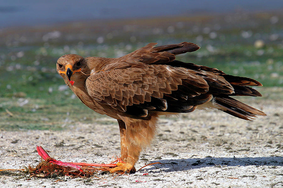 Tawny Eagle Photograph by Copyright Ian Macfadyen