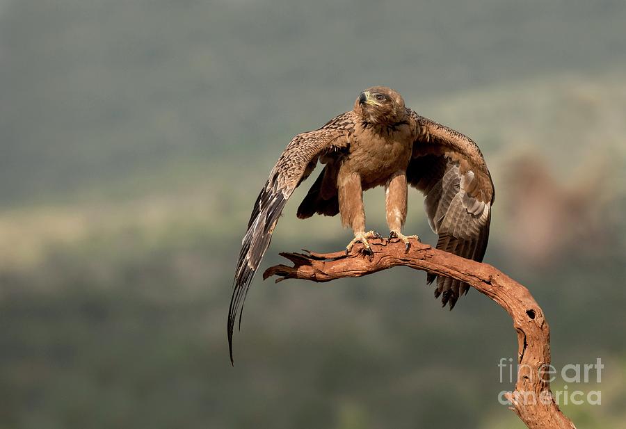 Tawny Eagle Threat Display Photograph by Tony Camacho/science Photo Library
