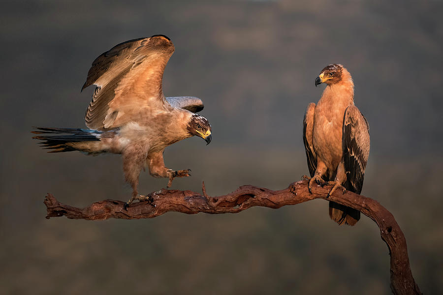 Wildlife Photograph - Tawny Eagles by Xavier Ortega