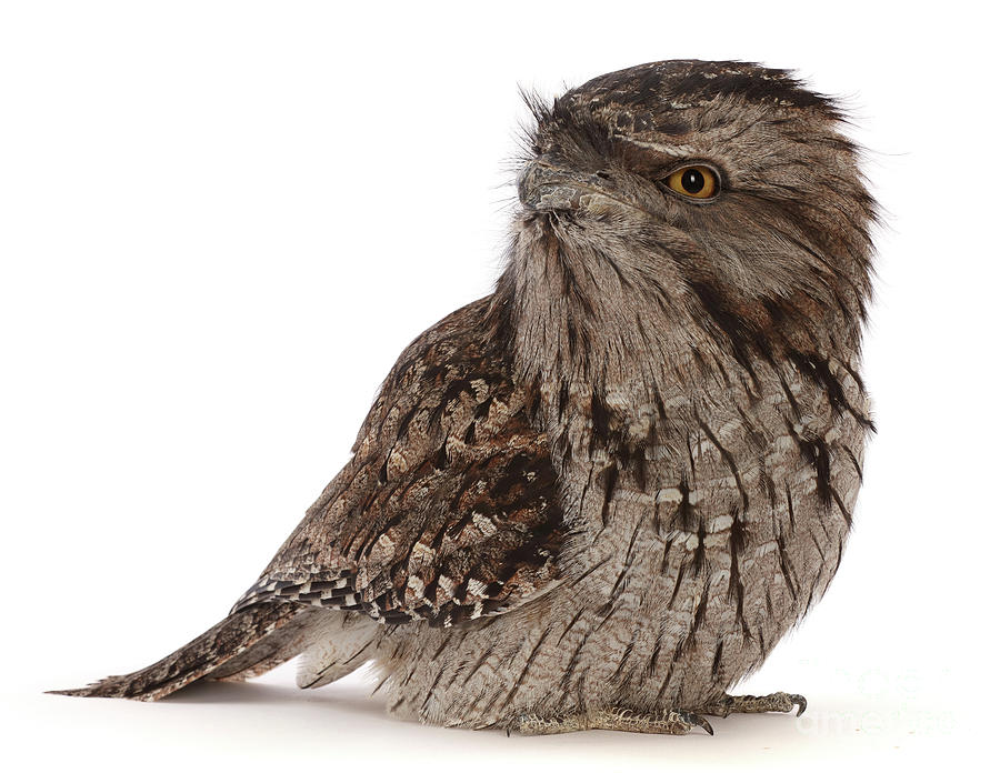 Tawny Frogmouth by Warren Photographic Tawny Frogmouth by Warren Photographic