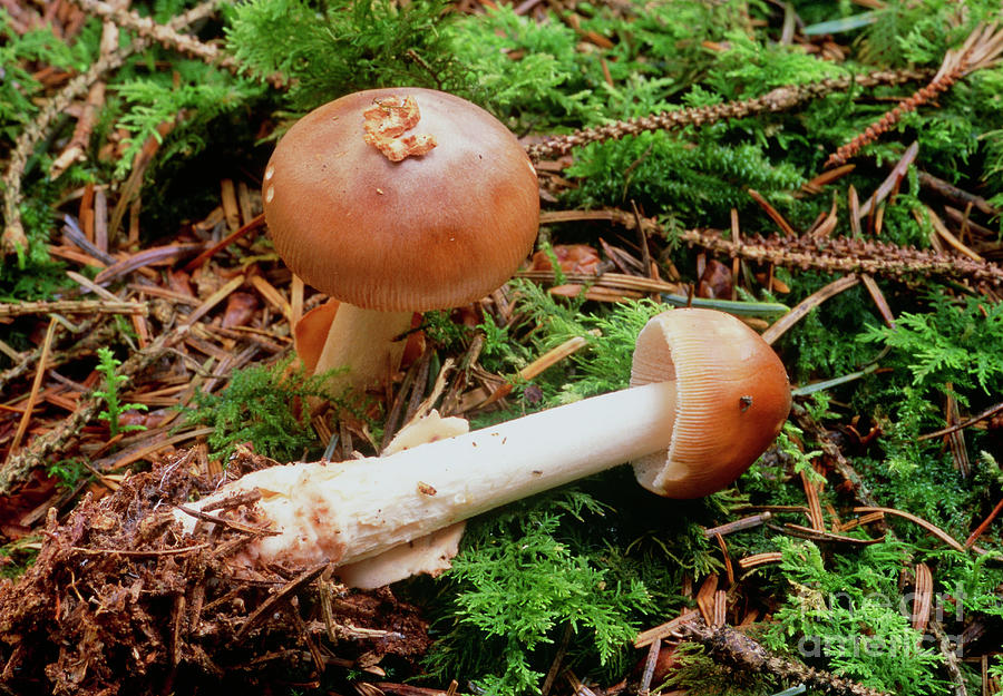 Tawny Grisette Mushrooms (amanita Fulva) Photograph by John Wright/science Photo Library