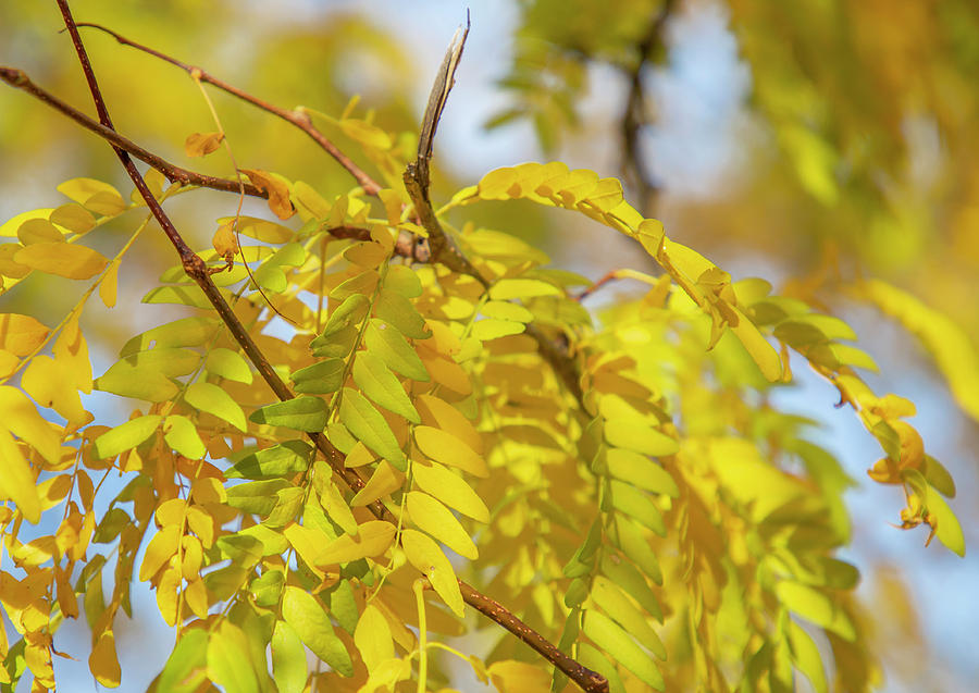 Tawny Leaves by Cate Franklyn Tawny Leaves by Cate Franklyn
