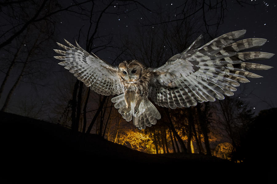Tawny Owl And The False Fire Photograph by Fabrizio Moglia