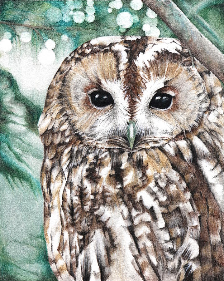 Tawny owl  Drawing  by Atelier Linty