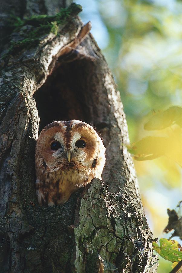 Tawny Owl Digital Art by Bernd Rommelt