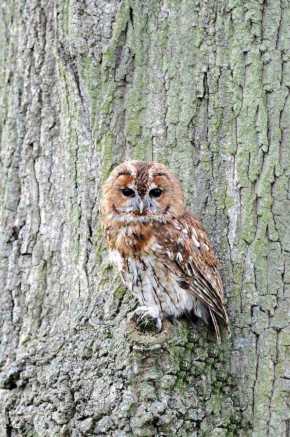 Tawny Owl Photograph by Colin Page