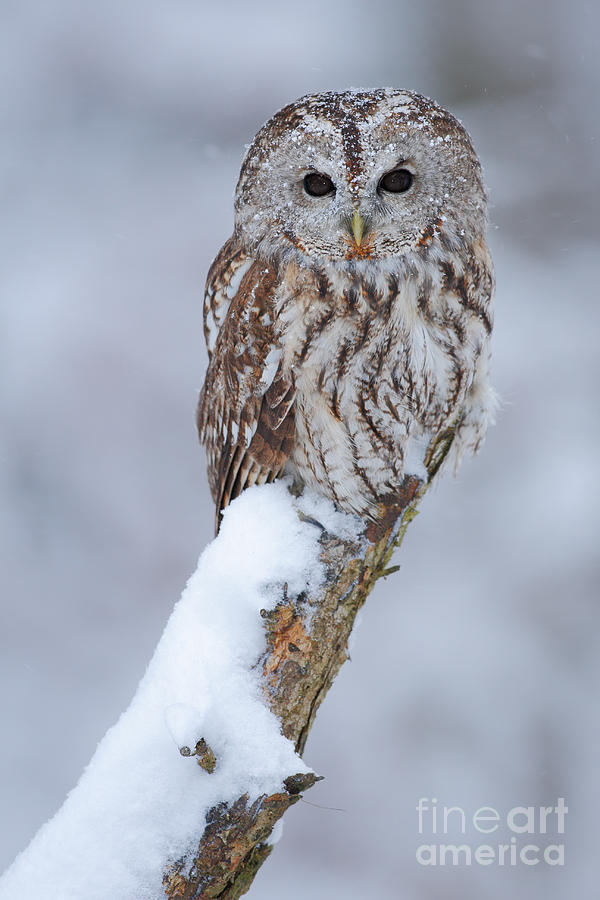 Magic Photograph - Tawny Owl Covered With Snow Wildlife by Ondrej Prosicky