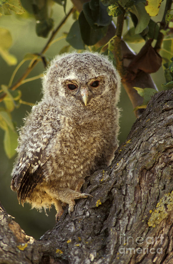 Tawny Owl, Italy Photograph by - Fine Art America