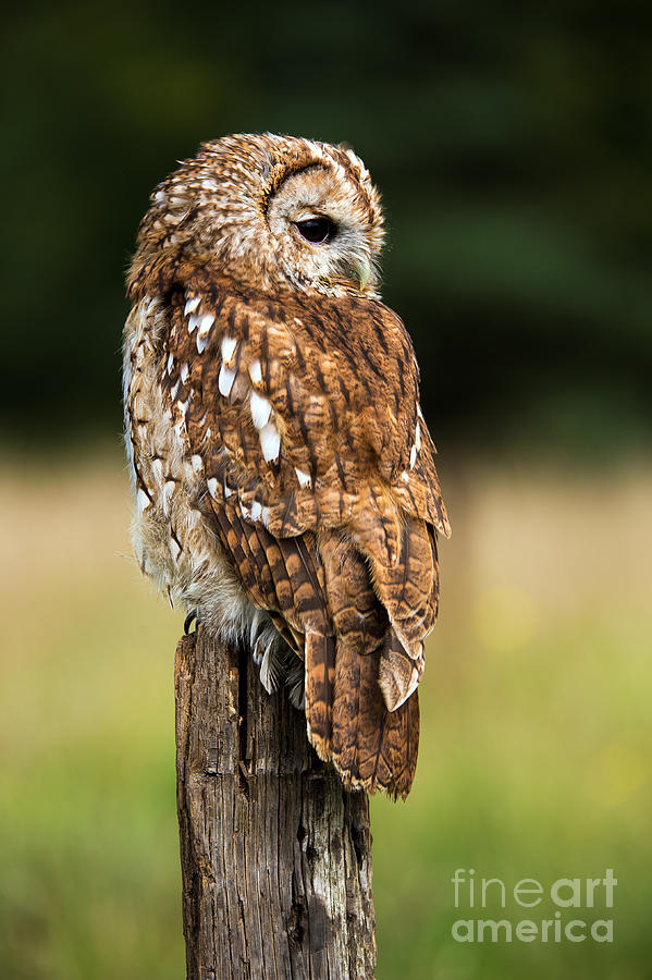 Brown Owl Photograph - Tawny Owl On Fence Post Against A Dark by Davemhuntphotography Brown Owl Photograph - Tawny Owl On Fence Post Against A Dark by Davemhuntphotography