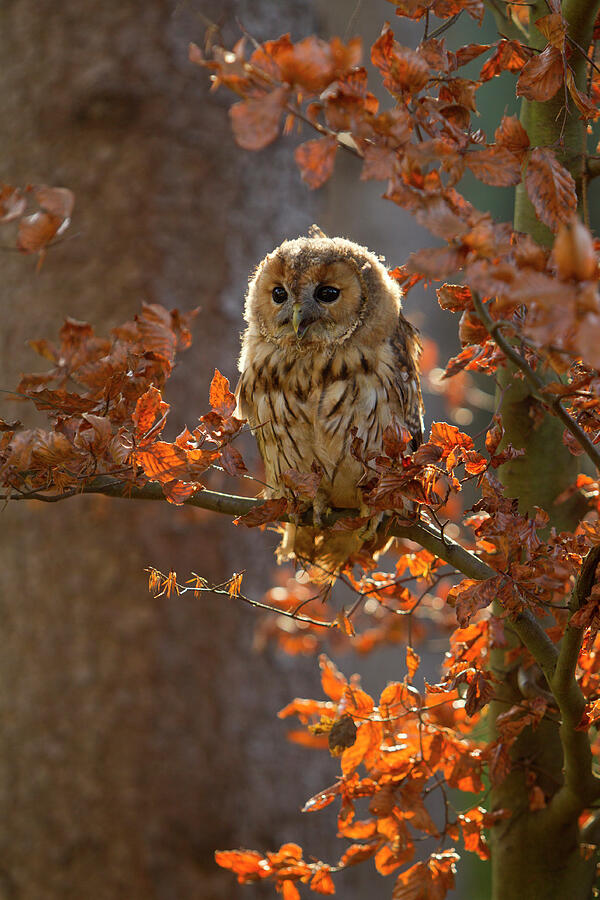 Tawny Owl Young Sitting In Tree Amongst Autumn Leaves Photograph by Ben Hall / Naturepl.com Tawny Owl Young Sitting In Tree Amongst Autumn Leaves Photograph by Ben Hall / Naturepl.com