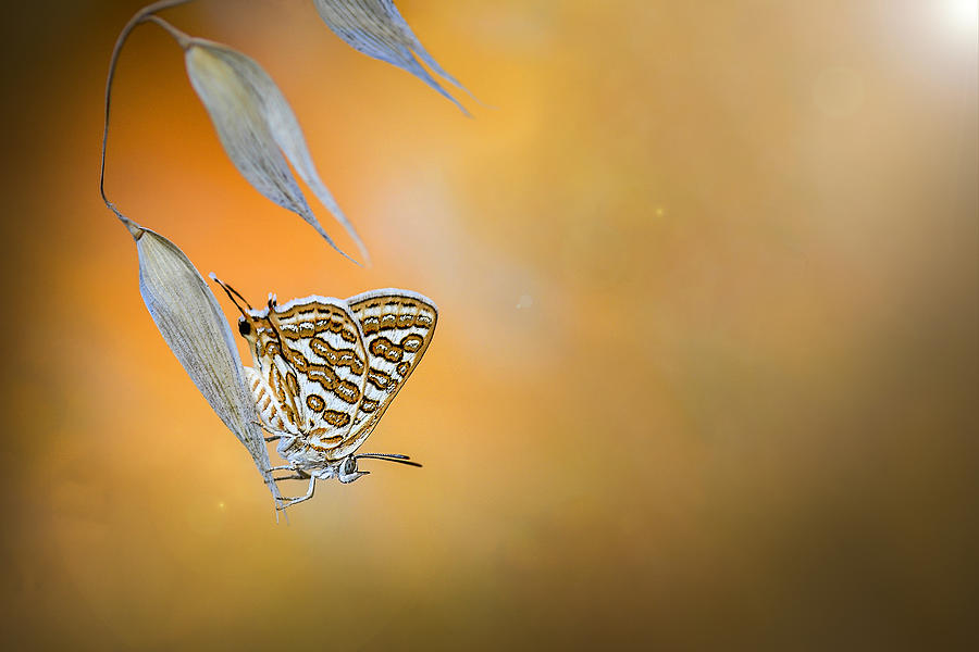 Tawny Silverline Photograph By Mustafa öztürk - Fine Art America