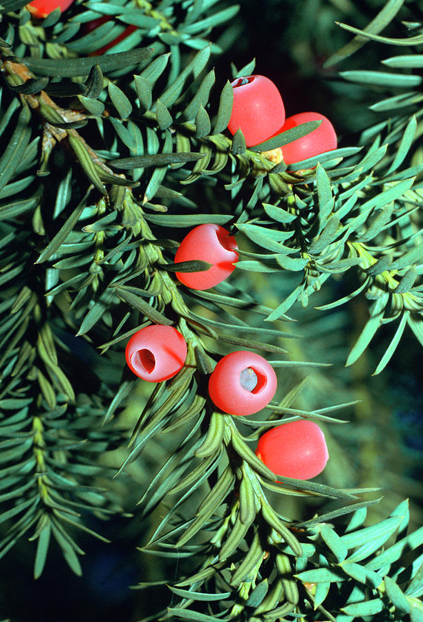 Taxus Baccata common Yew With Fruits, Photograph by Konrad Wothe