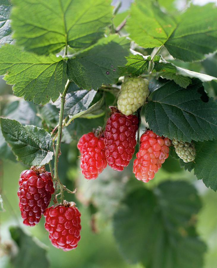 Tayberry Photograph by Friedrich Strauss - Fine Art America